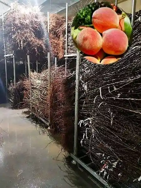 Наборы